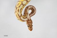 Python Regius Morph: Banana Spotnose Yellowbelly