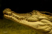 Filippijnse krokodil (Crocodylus mindorensis)
