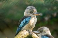 Blauwvleugelige kookaburra 