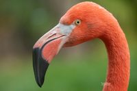 Roter Flamingo (Phoenicopterus ruber)