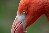 Roter Flamingo (Phoenicopterus ruber)