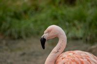 Chileense flamingo