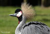 Grijze kroonkraanvogel