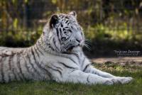 Bengaalse tijger wit