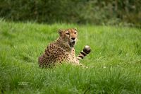 Cheeta
