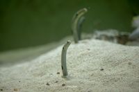 Zandworm