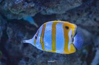 copperband butterflyfish