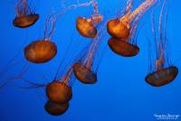 Pacific sea Nettles