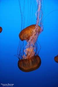 Pacific sea Nettles