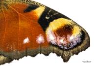 2017-09-06-20-05-31-(C)vlinder24web