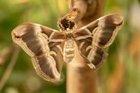 Samia cynthia - hemelboomvlinder 
