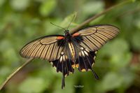 Great mormon butterfly (Papilio memnon) 1