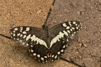 Papilio demoleus (limoenvlinder)