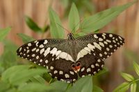 Papilio demoleus (limoenvlinder