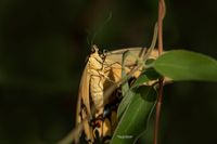 Papilio thoas1