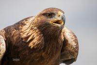 Steenarend / Golden eagle (Aquila chrysaetos)